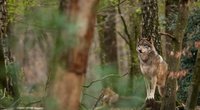 Apsaugai nuo vilkų – parama aptvarams ir aviganiams  