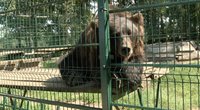 Iš privataus parko aplinkosaugininkai konfiskavo mešką, liūtą ir pumą, darbuotojai sako: „Visi verkėm“ (nuotr. stop kadras)