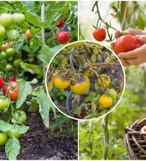 Pastebėkite pomidorų ligas laiku: ekspertė išdavė naudingus patarimus