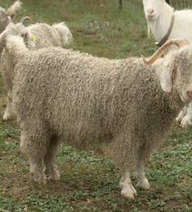 Panevėžio rajone – vienintelis Lietuvoje Angoros ožkų ūkis: turi, kuo pasigirti