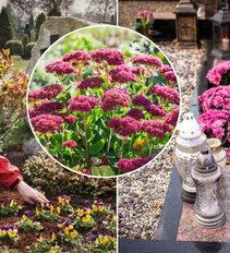 Patarė, kokias gėles dabar sodinti kapuose: gražiai atrodys ir per Vėlines