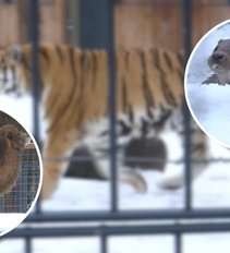 Pamatykite, kaip žiemą pasitinka Kauno zoologijos sodo gyventojai: naujokams sniegas itin patinka