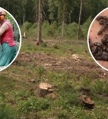 Lietuvos miškus puola pavojingi kenkėjai: esą geriausias būdas apsisaugoti – kirsti medžius