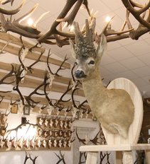 Rokiškėnas stebina įspūdinga medžioklės trofėjų kolekcija: rinko net 50 metų