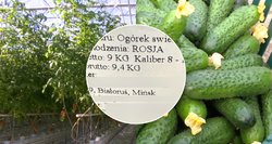 Lietuvoje pilna rusiškų ir baltarusiškų daržovių: mūsų ūkininkai įspėja, kad geruoju tai nesibaigs