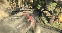 Veterinarijos tarnyba apie skundus dėl žaizdotų beždžionių: pretenzijų neturime