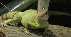 Lietuvos zoologijos sode gyvenanti Drakonė išpranašavo būsimus metus – laukia pokyčiai