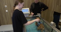 Vilniuje duris atvėrė pirmasis gyvūnų reabilitacijos centras: čia jiems atliekama ypatinga procedūra