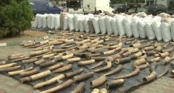 Nigerijoje – neregėto masto gyvūnų dalių kontrabanda: vertė siekia 54 milijonus dolerių