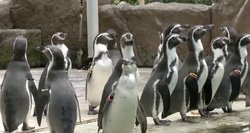 Rutinos paslaptys: pamatykite, kaip zoologijos sodo pingvinai karantino metu išlaiko formą
