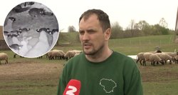 Ūkininkai įbauginti, nėra kaip apsisaugoti nuo vilkų: „Jie nebūdavo tokie agresyvūs“