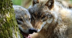 Kėdainių krašte – akistata su vilkais: žmonės bijo dėl vaikų saugumo