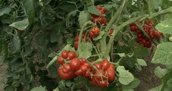 Užderėjo vasaros sezono karalių pomidorų: lietuviai tampa vis išrankesni