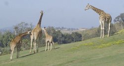 San Diego zoologijos sode pavyko išgelbėti trijų mėnesių žirafą: nešiojo kojų įtvarus