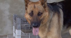 Neįprastas incidentas netoli Druskininkų: vidury dienos į kaimą atėjo lūšis ir užpuolė šunį