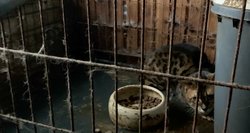 Marijampolėje – dar viena nelegali gyvūnų veisykla: papasakojo apie pasibaisėtinas sąlygas