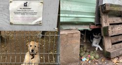 Gyvūnų prieglaudoje dirbusios savanorės: „Žmonės mato tik penktadalį to, kas vyksta"
