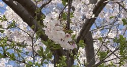 Kanadoje – sakurų žydėjimas: viename parke žydi 2 tūkst. japoniškų vyšnių