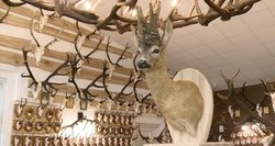 Rokiškėnas stebina įspūdinga medžioklės trofėjų kolekcija: rinko net 50 metų