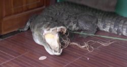 Krokodilą rado prie namų slenksčio: gyvūną tramdė virvėmis
