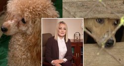 Gyvūnų teisių advokatė – apie žmonių žiaurumą: pakorė du šunis, kad nereikėtų prižiūrėti
