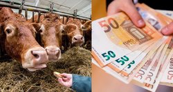 Pasileido į šių darbuotojų medžioklę: ūkininkai neslepia – sumokėtumėme ir 4 tūkst. eurų už mėnesį