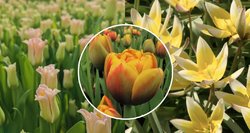 Pavasario anomalijos stebina toliau: retos tulpių veislės prasiskleidė itin anksti