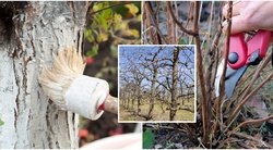 Auksiniai sodo patarimai iš eksperto lūpų: nekartokite šių medžių priežiūros klaidų (nuotr. Shutterstock/123rf.com)  