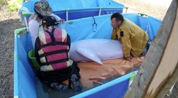 Neįprasta gelbėjimo operacija – iš mirties nagų teko traukti du rožinius delfinus (nuotr. stop kadras)