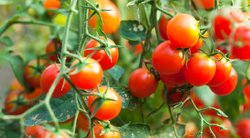Padarykite tai savo darže: pomidorai derės kaip pašėlę (nuotr. 123rf.com)