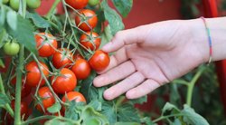 Atskleidė populiariausias pomidorų veisles: skonis nenuvils (nuotr. Shutterstock.com)