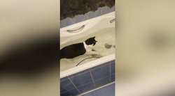 Iš prieglaudos paimtas katinas nenustoja stebinti: drasiai nėrė į karštą vandens vonią  