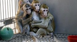 Beždžionės (nuotr. SCANPIX)
