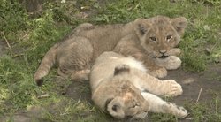 Susipažinkite, tai Hero ir Haru. Klaipėdos zoologijos sodo naujokai, pustrečio mėnesio mažyliai liūtukai. (nuotr. stop kadras)