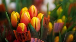 Branginkite ne dovanas, o dėmesį: kokybiškos ir neįtikėtinai pigios gėlės – tik iš „Lidl“  