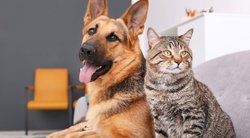Skelbia populiariausius Lietuvos šunų ir kačių vardus: štai, kokie jie (nuotr. Shutterstock.com)