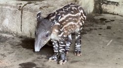 Nikaragvos zoologijos sode – džiugi žinia: gimė sparčiai nykstančių tapyrų mažyliai (nuotr. stop kadras)