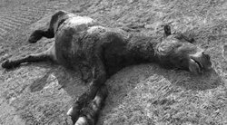 Šokiruojantis žmonių elgesys – negyvą arklį numetė prie pat kelio  