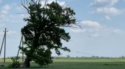 Dar vienas akibrokštas – Radviliškio rajone nukirstas tvirtas ąžuolas: „20 metų toks idar būtų stovėjęs“ (nuotr. stop kadras)