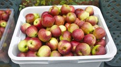 Obuoliai (Nuotr. valstietis.lt)  