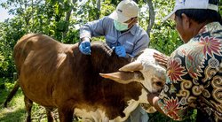 JAV pirmą kartą paukščių gripas nustatytas melžiamoms karvėms (nuotr. SCANPIX)