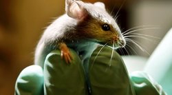 Laboratorinė pelė (nuotr. Scanpix)  