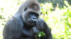 Gorila (nuotr. 123rf.com)
