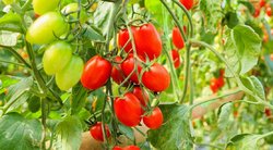 Išdavė geriausias pomidorų veisles: užsirašykite ir išbandykite (nuotr. 123rf.com)