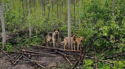 Šakių rajone rasti keturi šunys, prirakinti prie medžio (VšĮ „Letenėlių namai“ nuotr.)  