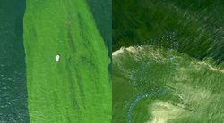Įspūdinga planktono jūra gąsdina mokslininkus: „Žala siekia 100 procentų“ (tv3.lt koliažas)