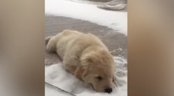 Labradoro retriverio jauniklis sniegą pamatė pirmąsyk: pamatykite, kas dėjosi po to  