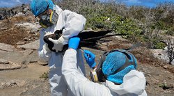 Galapagų salose – paukščių gripo protrūkio grėsmė (nuotr. SCANPIX)