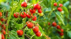 Padarykite tai savo pomidorams: derliaus nespėsite skaičiuoti (nuotr. Shutterstock.com)