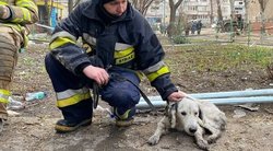 Širdį virpinantis įrašas: ukrainiečiai iš griuvėsių ištraukė drebantį šuniuką (nuotr. facebook.com)